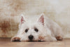 Pet Photo Shoot